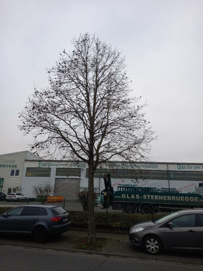 Baumhasel 13