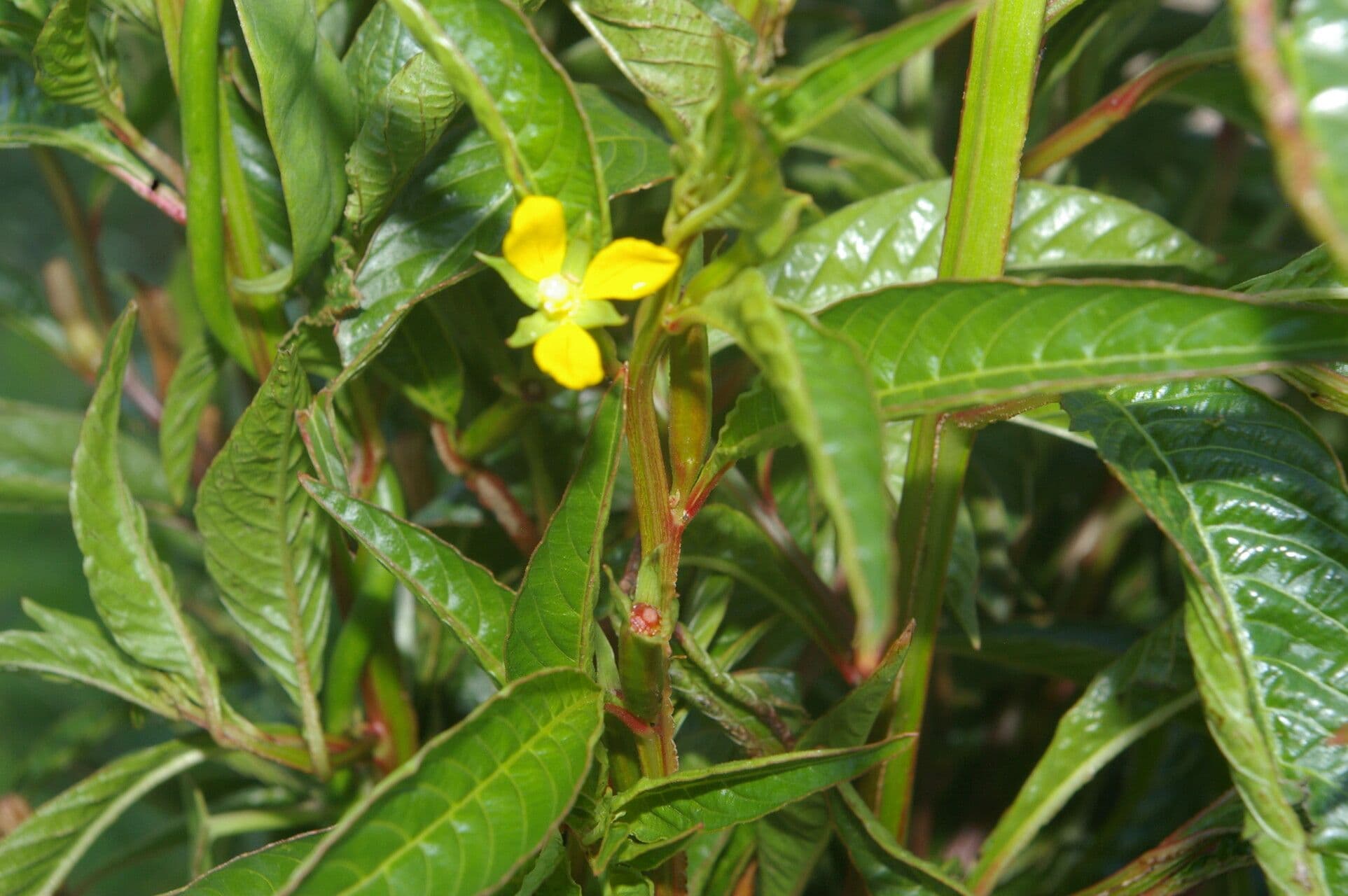 Ludwigia 7