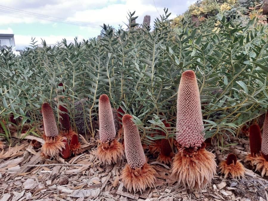 Banksia 5