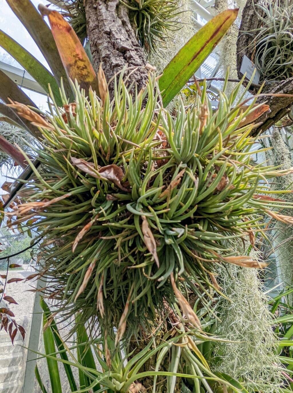 Tillandsia 3
