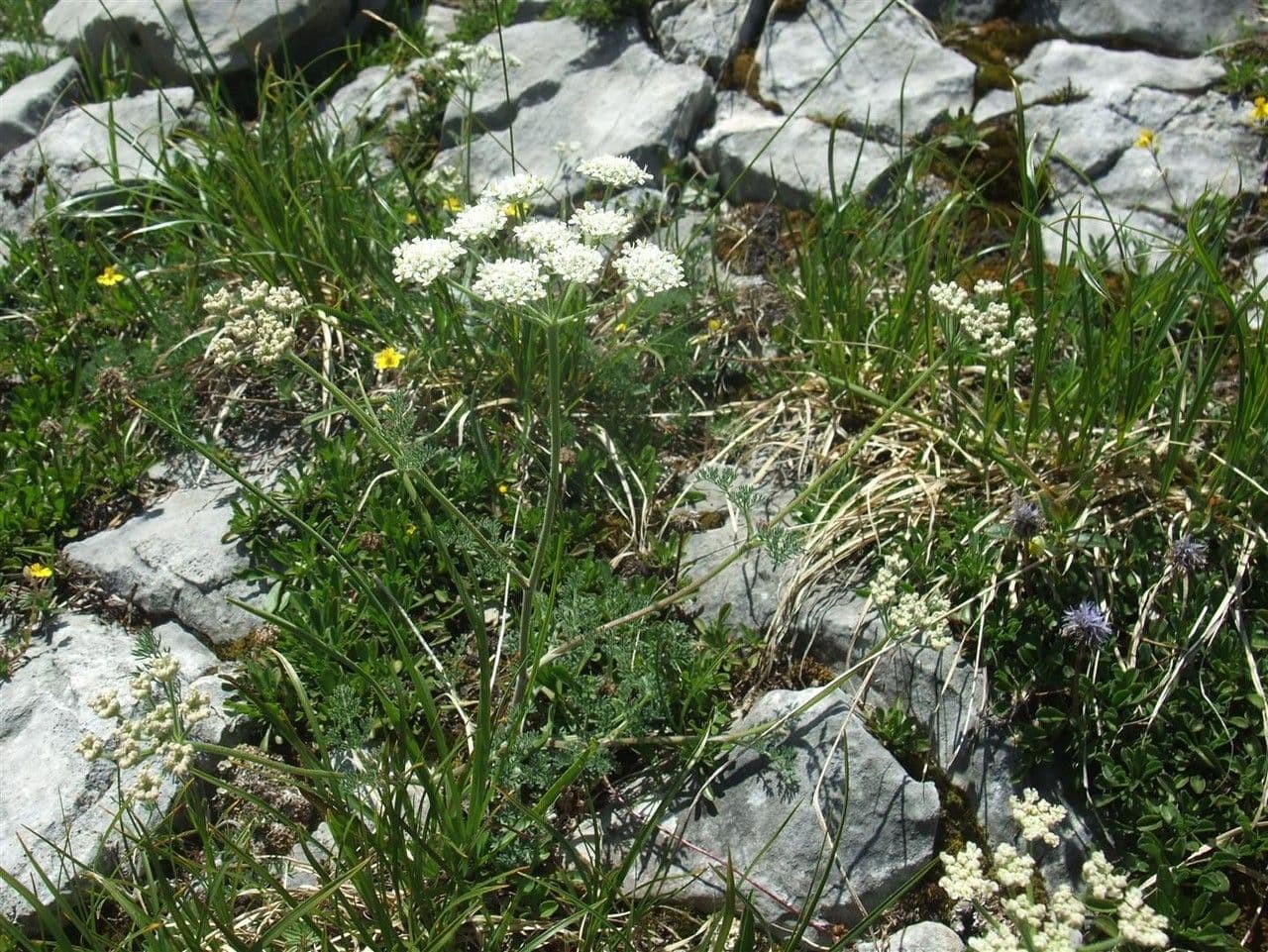 Athamanta cretensis 8