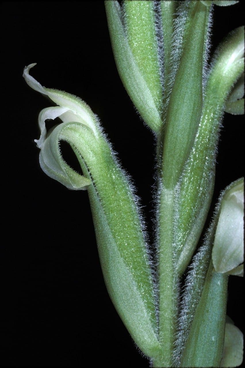 Sarcoglottis 2
