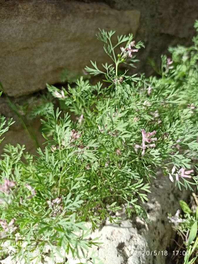 Fumaria di Vaillant 8