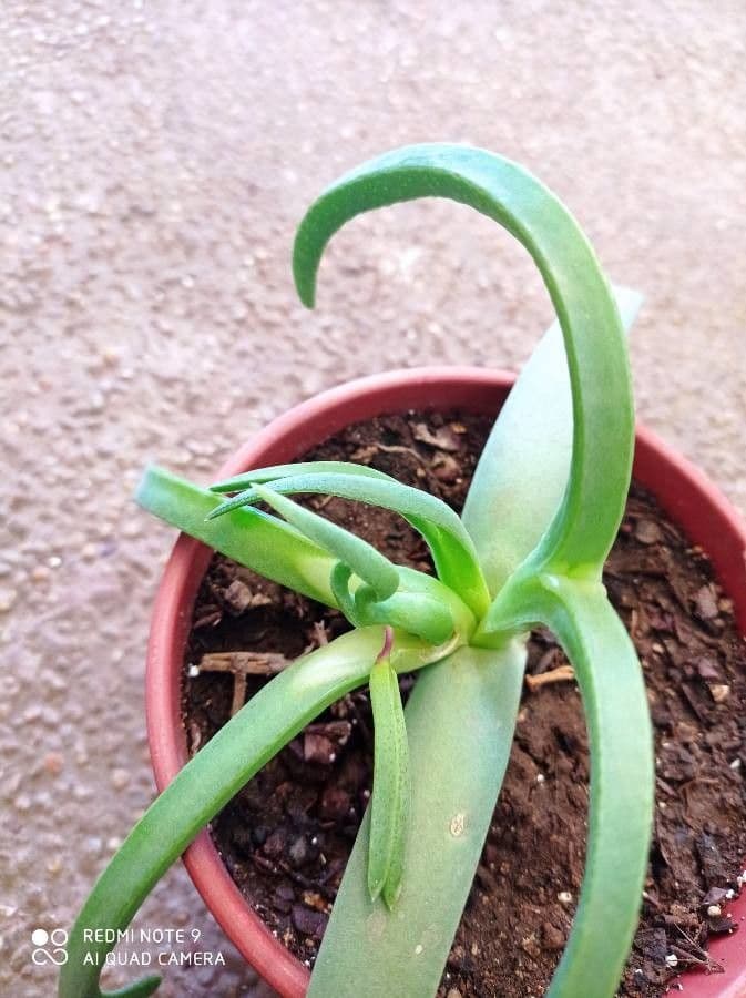 Cheiridopsis 5