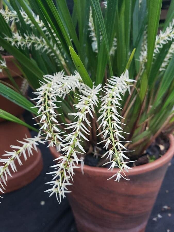 Dendrochilum