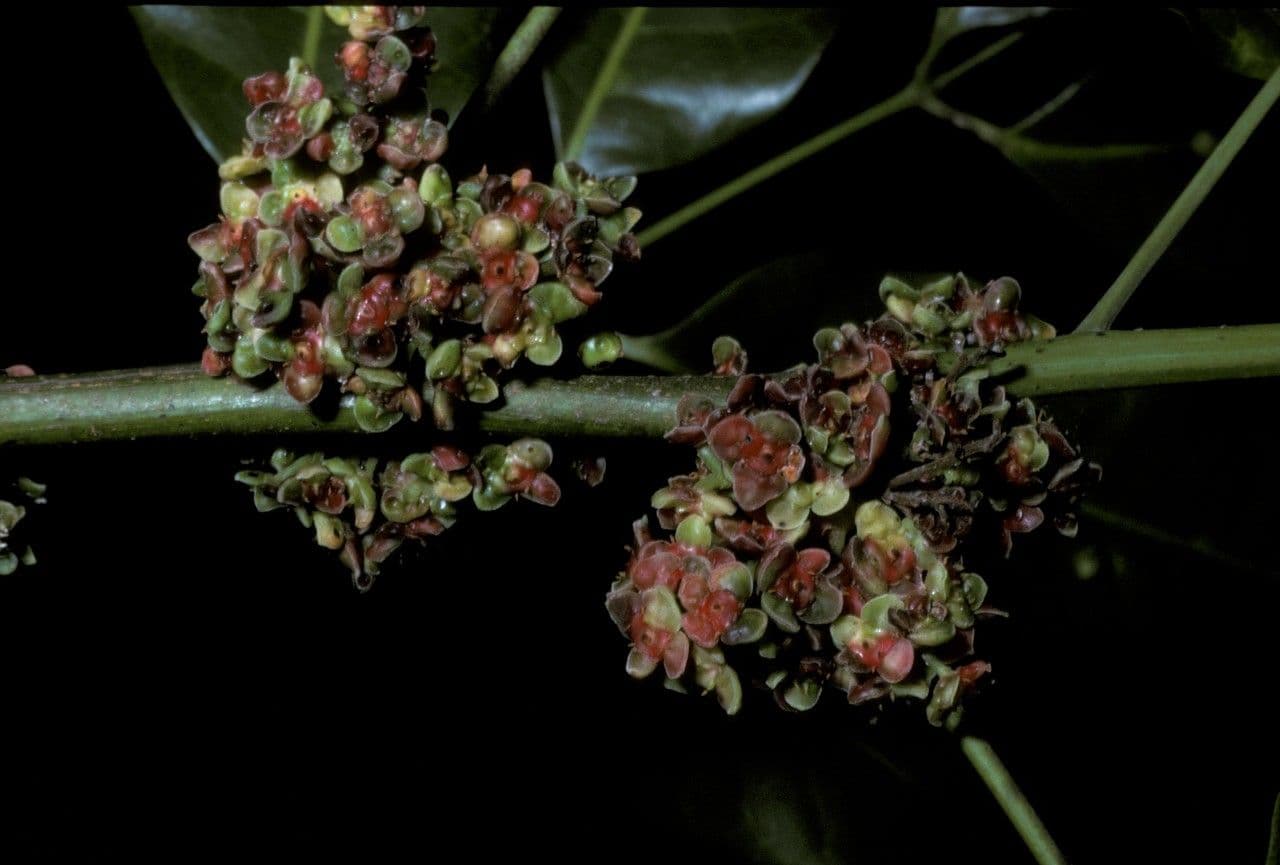 Protium heptaphyllum 8