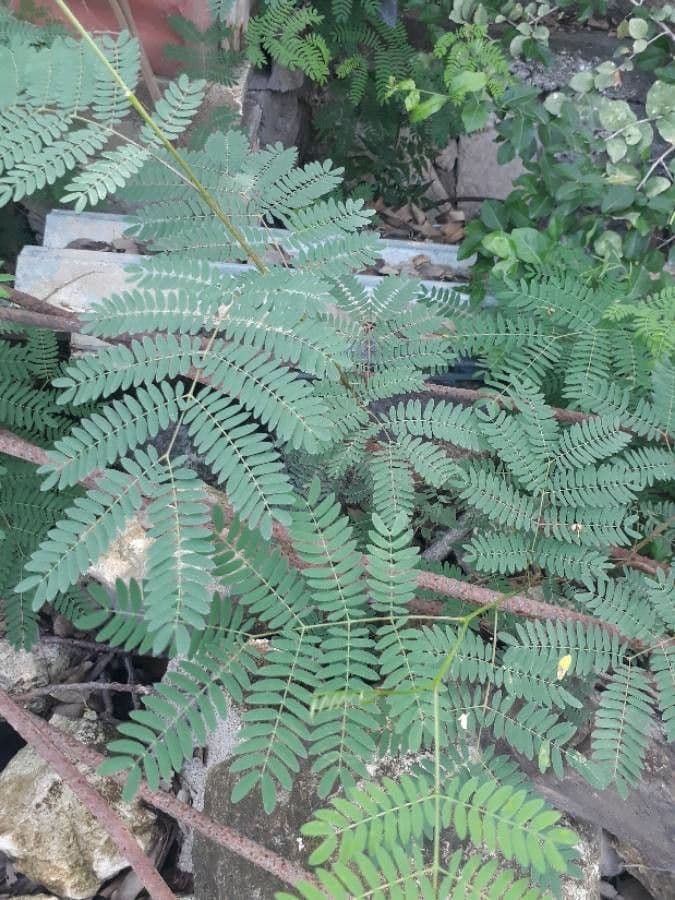 Leucaena 19