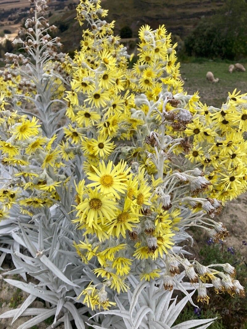 Senecio 9