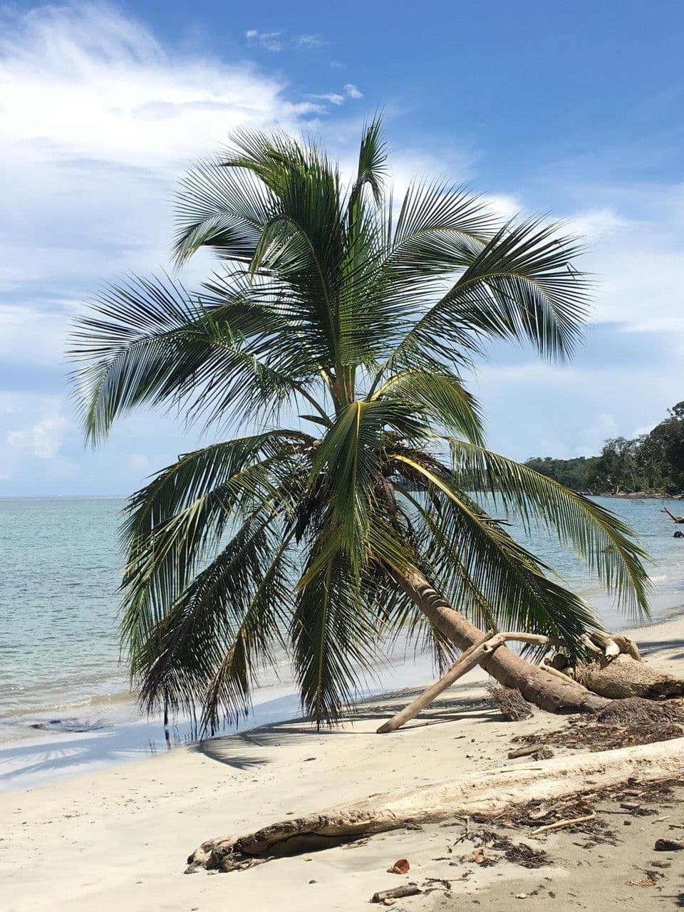 Cocotier 19