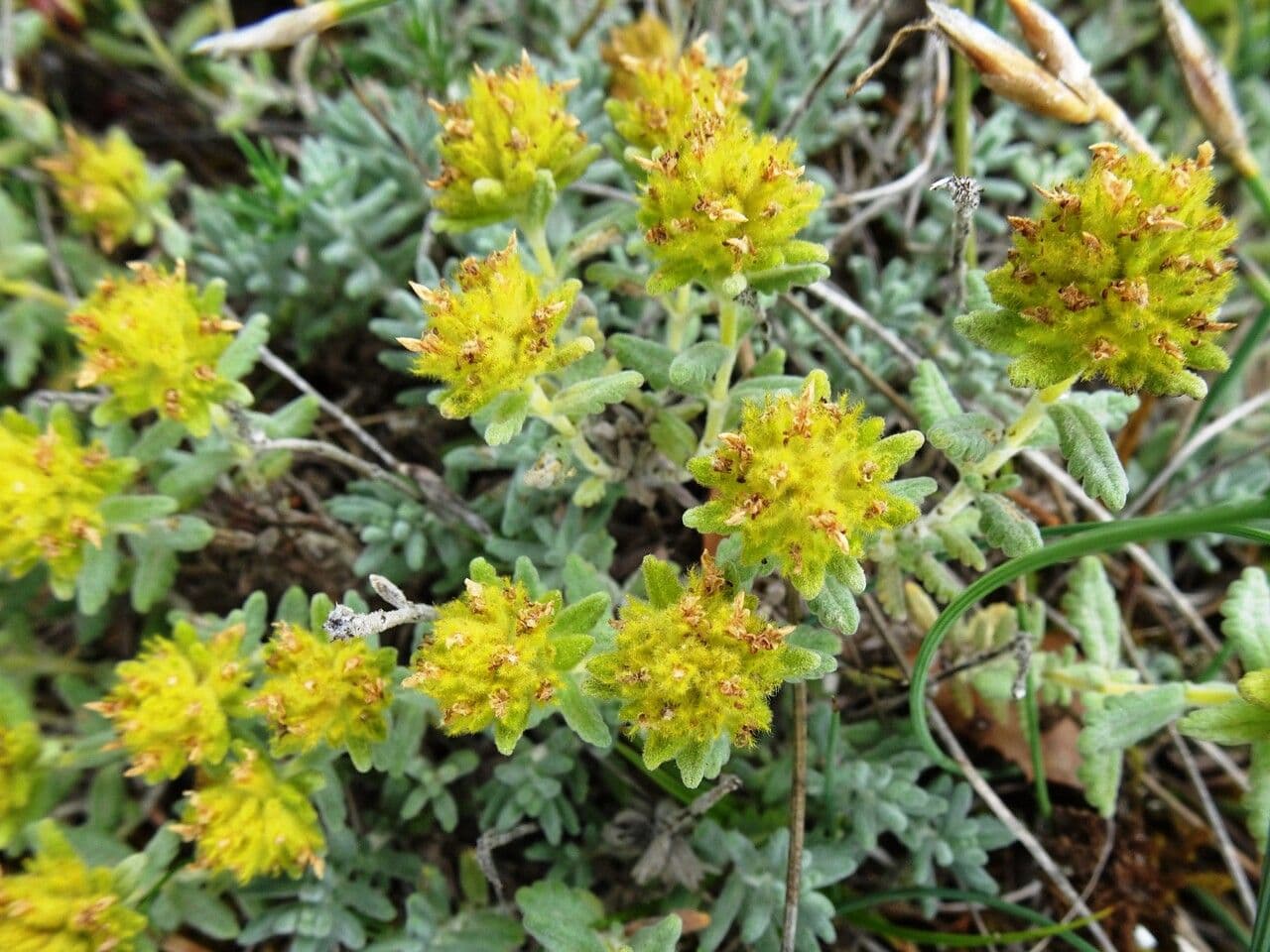 Teucrium 12
