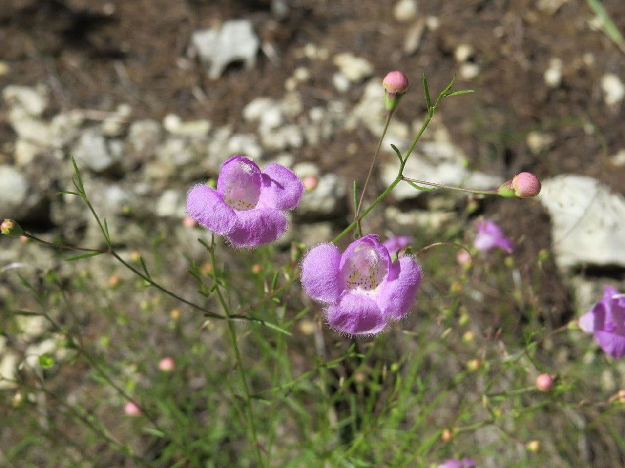 Agalinis 7