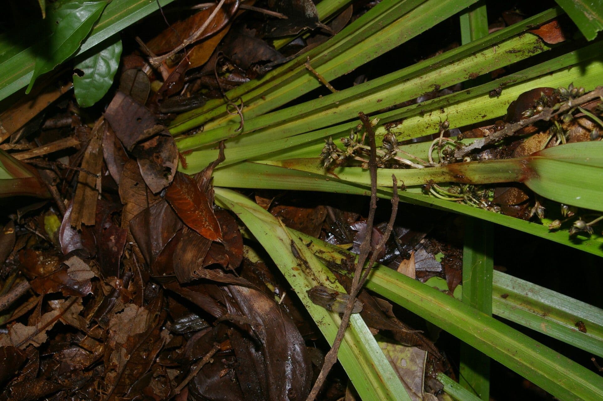 Becquerelia cymosa 9