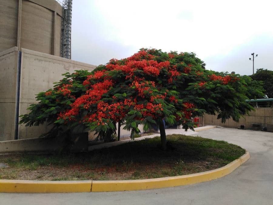 Flamboyant 29