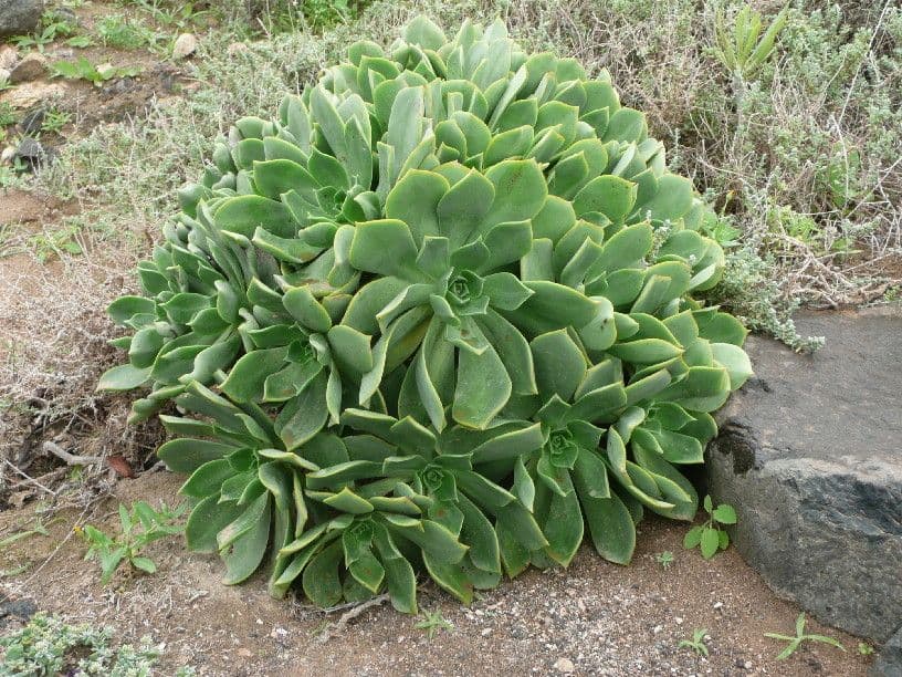 Aeonium lancerottense 7