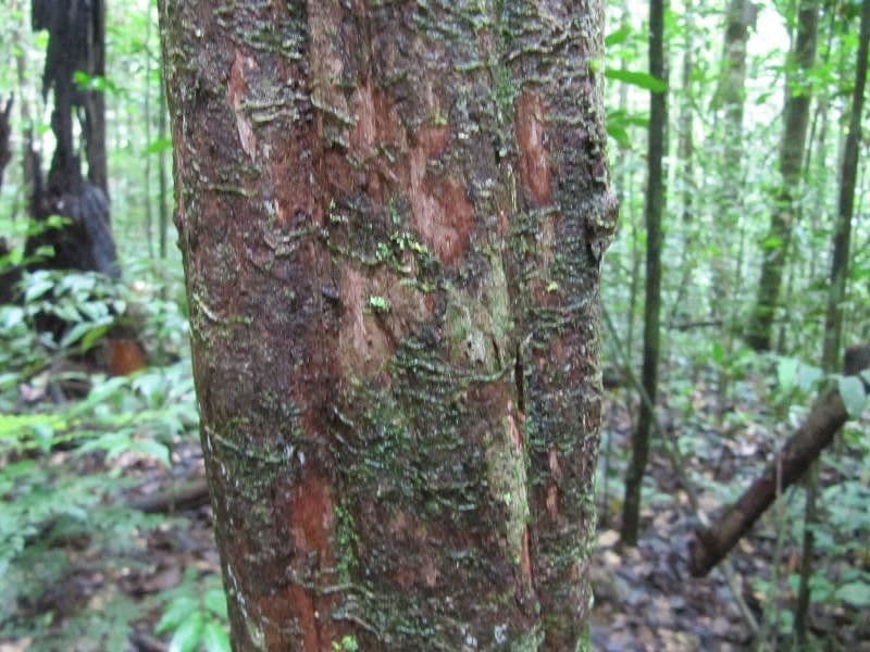Amaioua guianensis 4