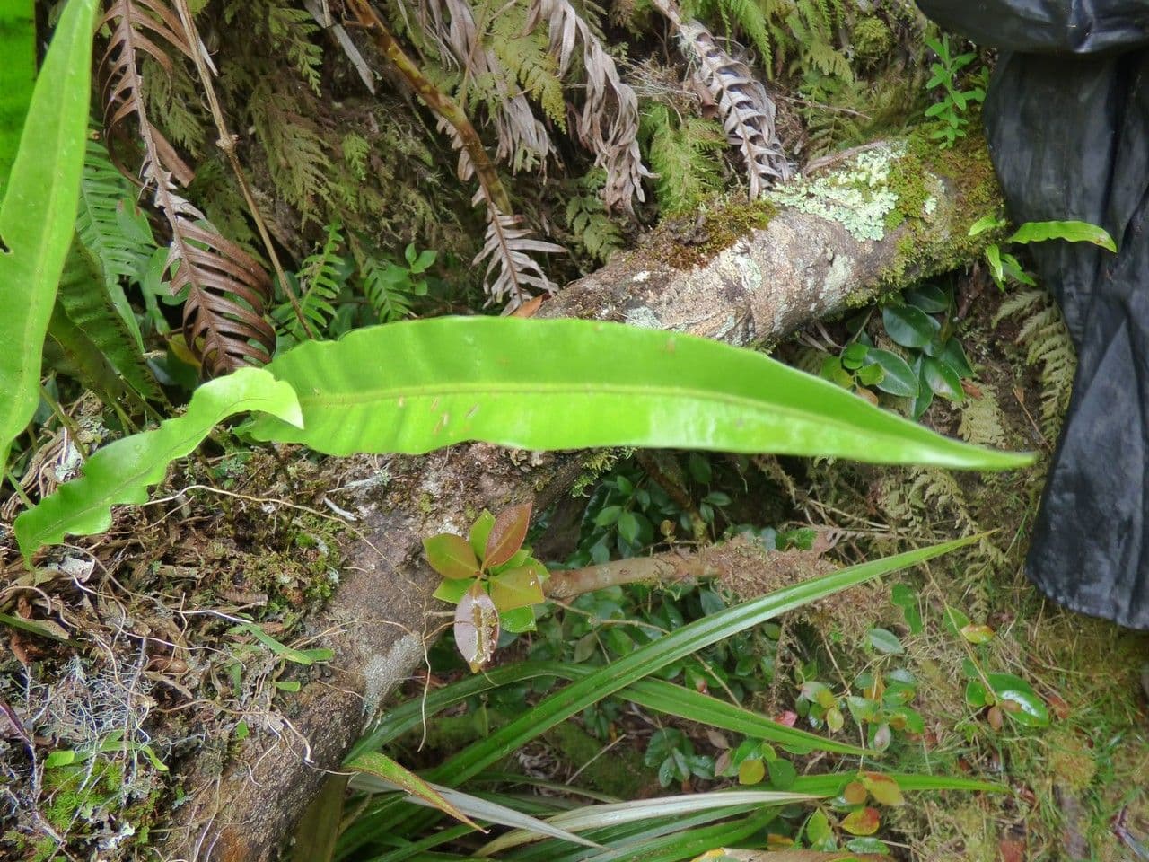 Elaphoglossum 8