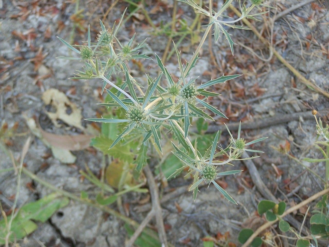 Panicaut à trois pointes 7