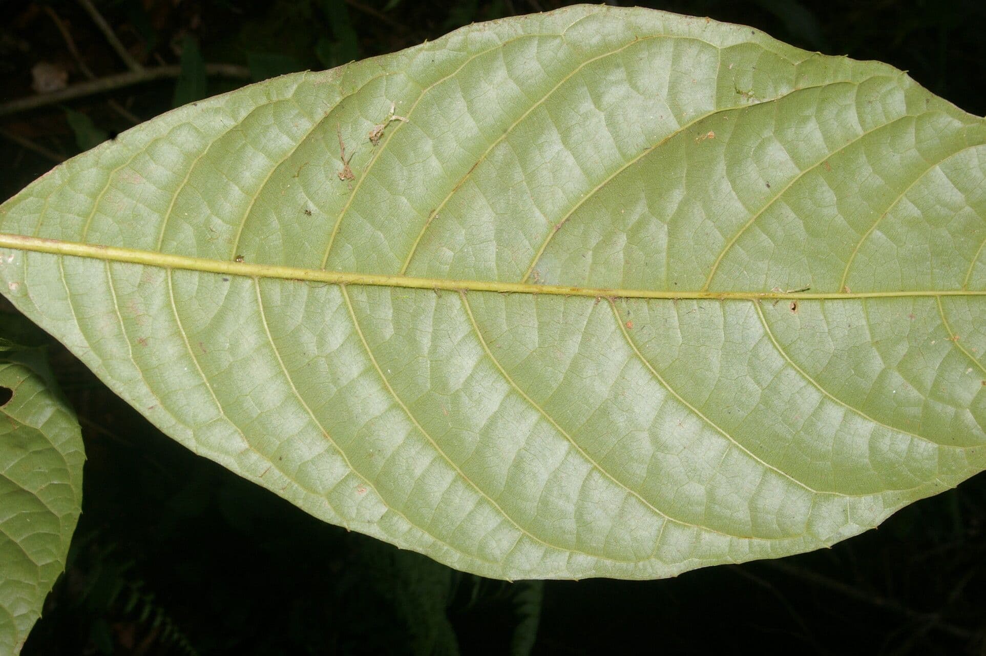 Meliosma 4