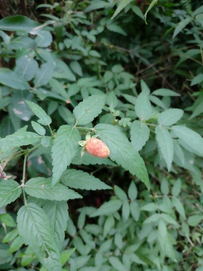 Rovo rosifoglio 13