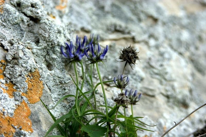 Campanula di Charmel 10