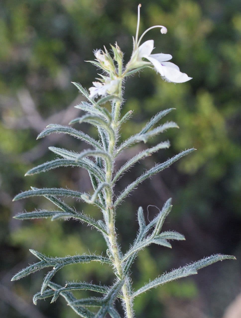 Teucrium pseudochamaepitys 25