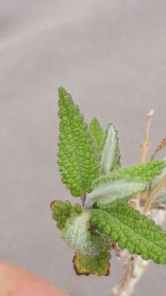 Salvia 5