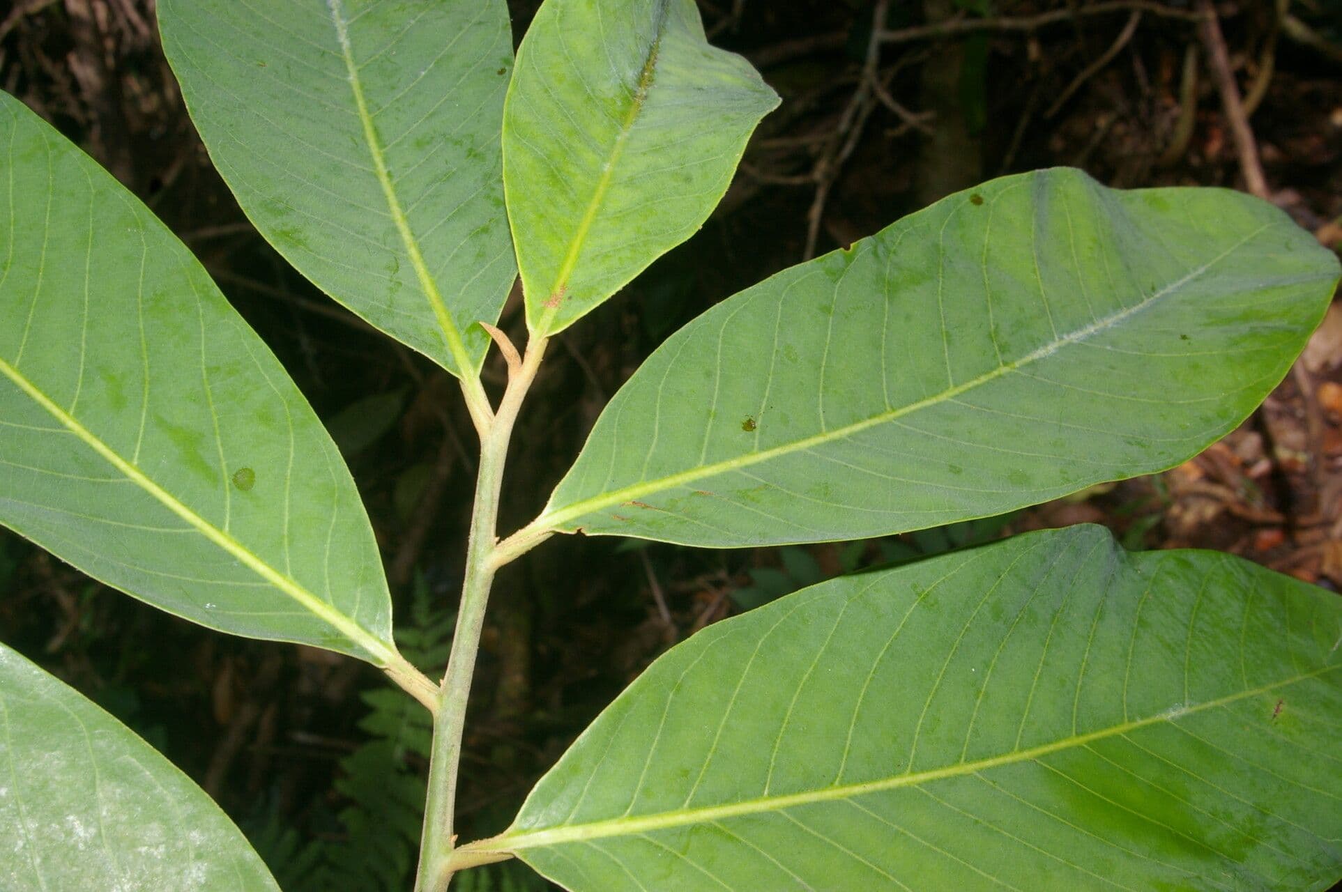 Virola 6