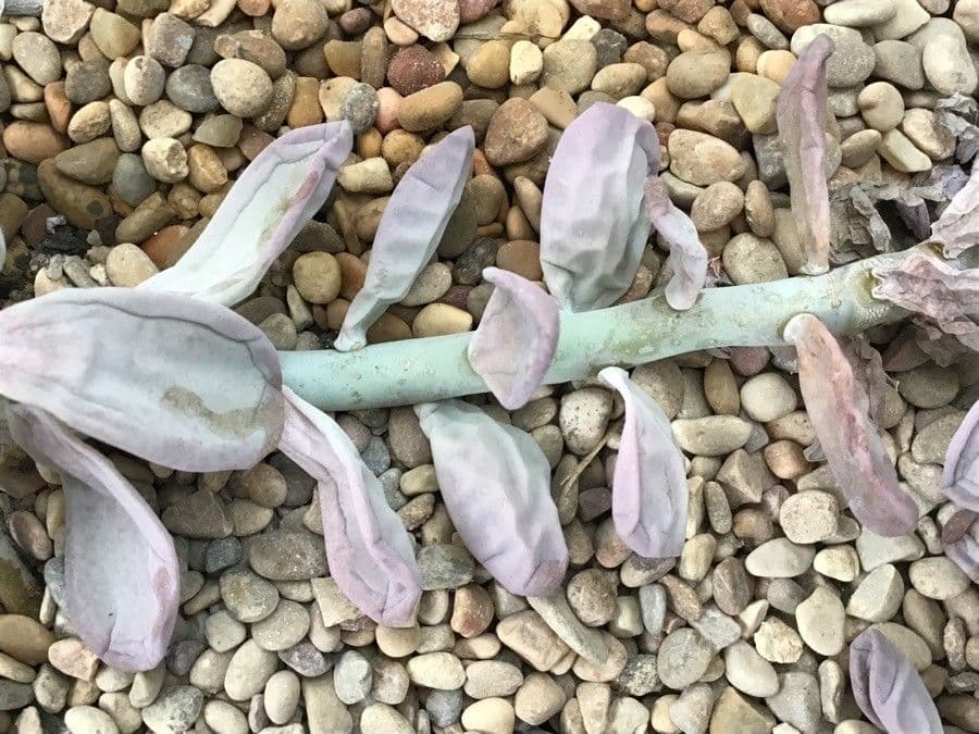 Pachyphytum 21