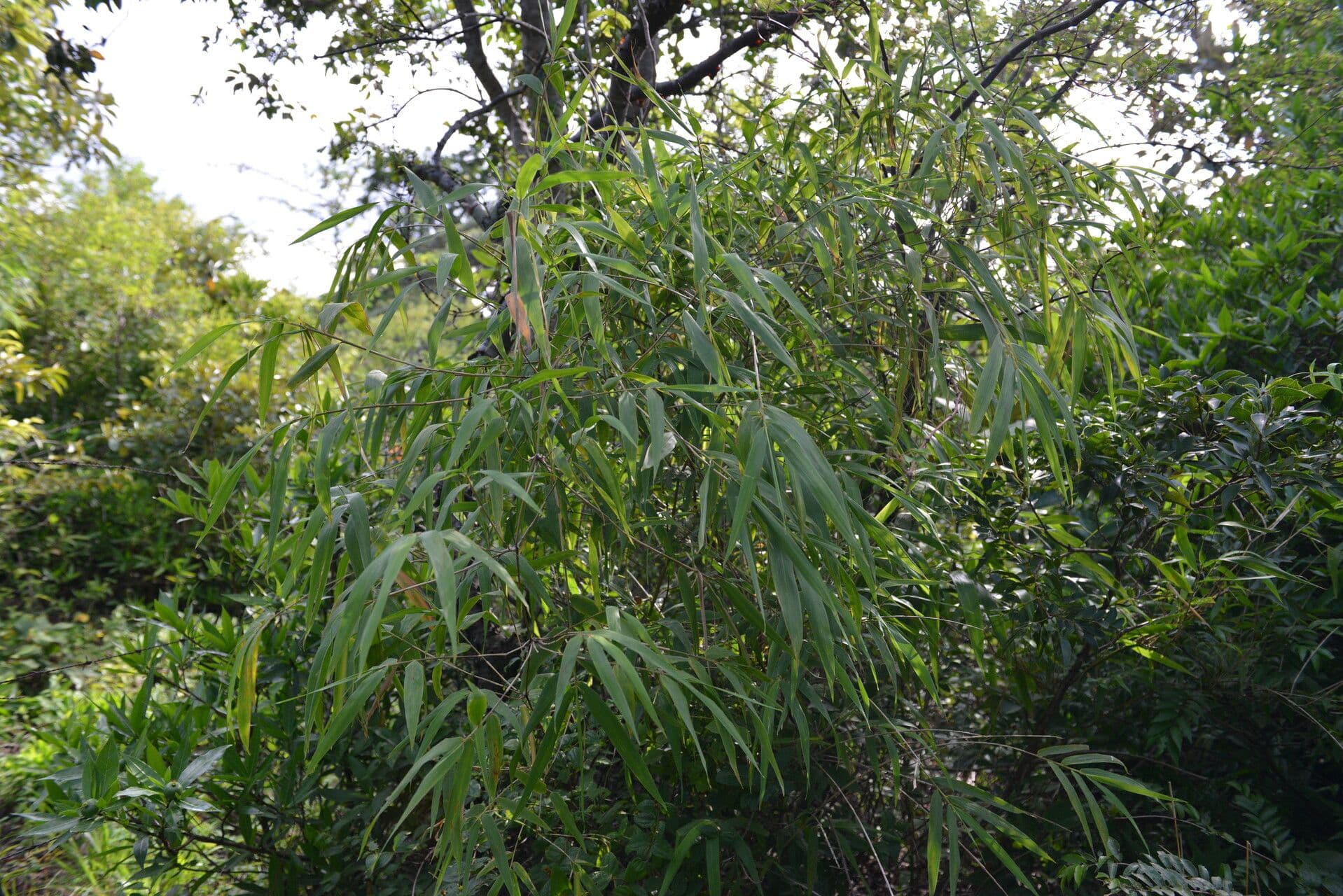Guadua