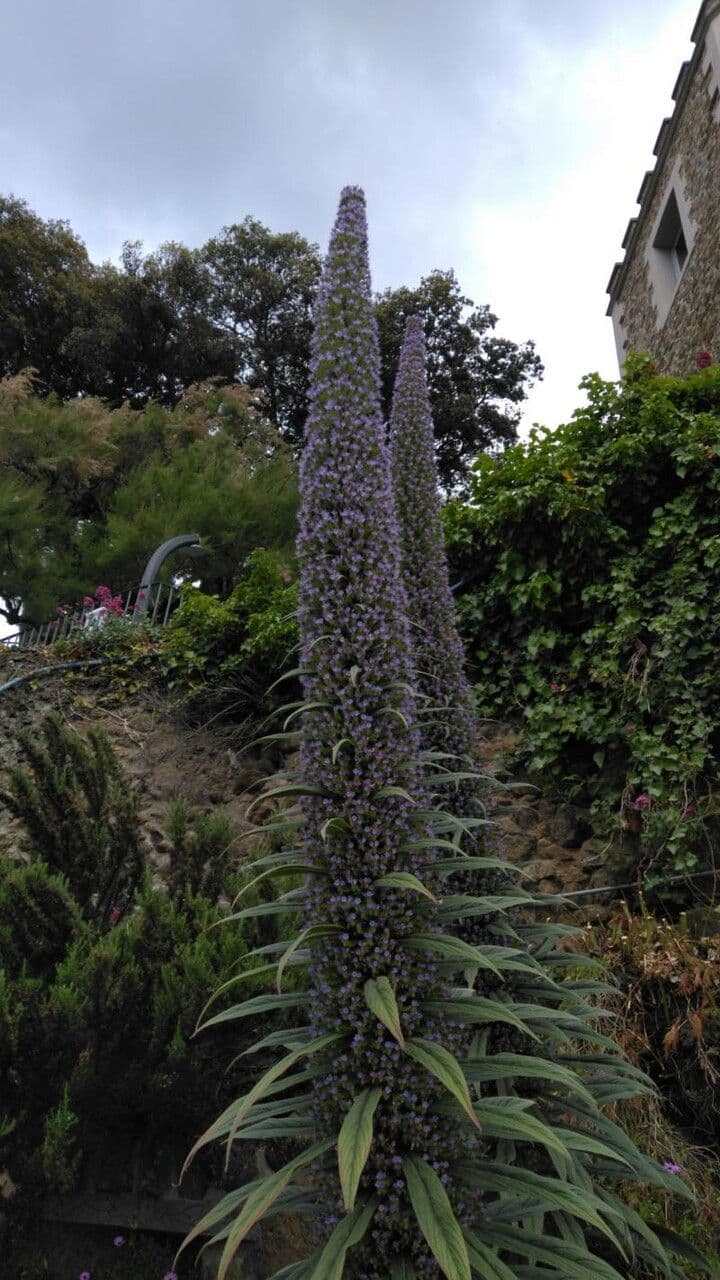 Echium pininana 4