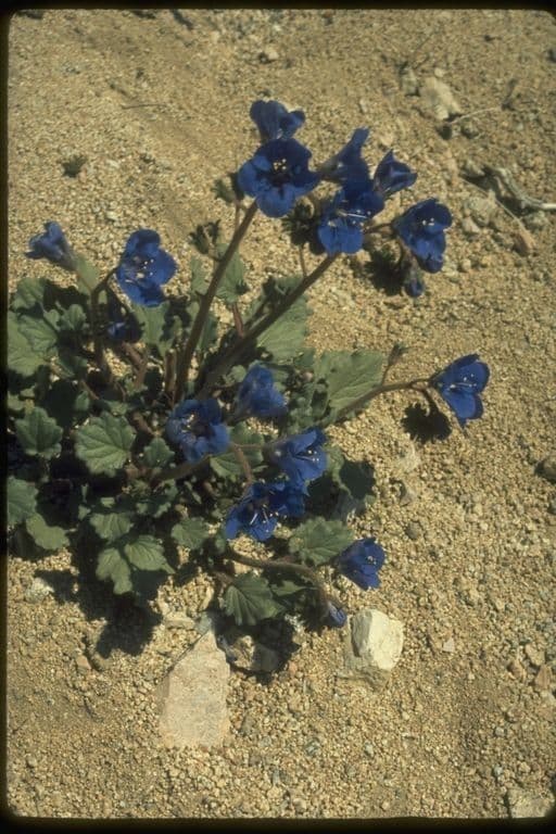 Charlottes Phacelia 10