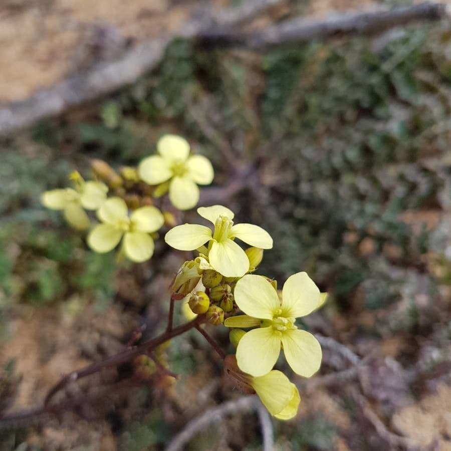 Islay-Senf 6