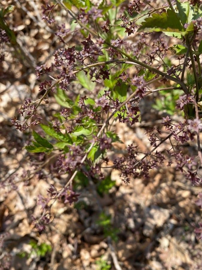 Xanthorhiza 4