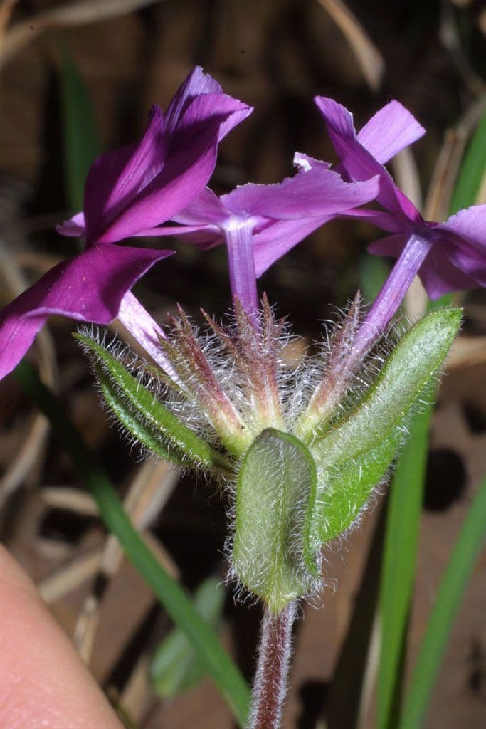 Flocos amoena 3