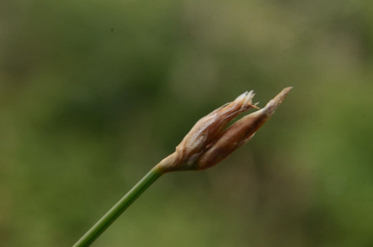Afillante