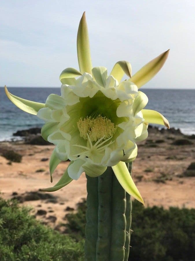 Cactus 7