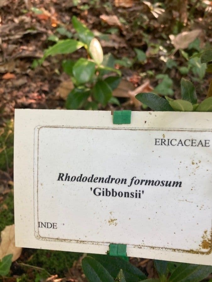 Rhododendron formosanum 4