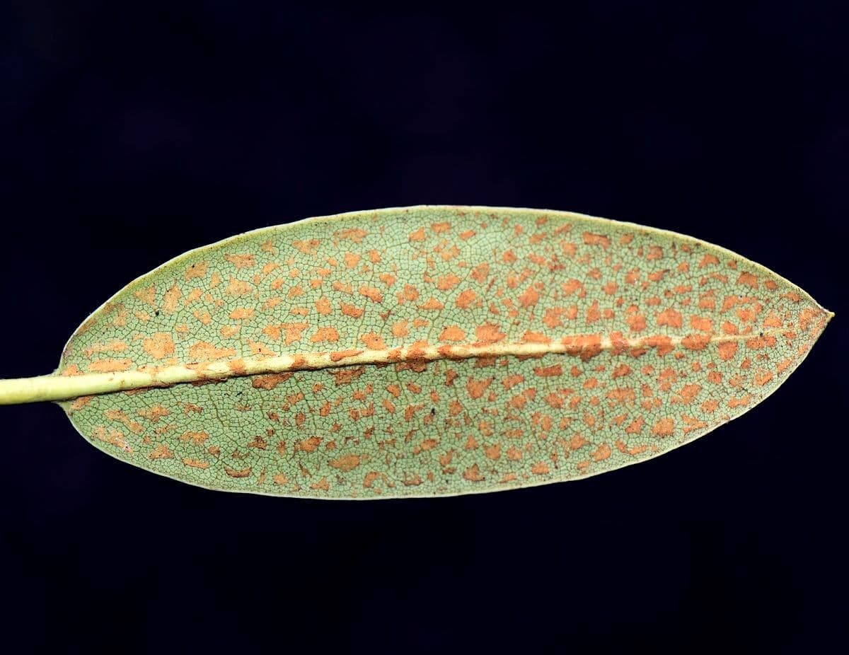 Rhododendron aganniphum 10