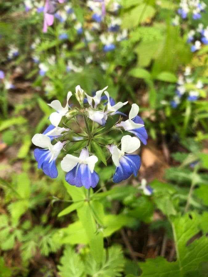 Collinsia primaverile 4