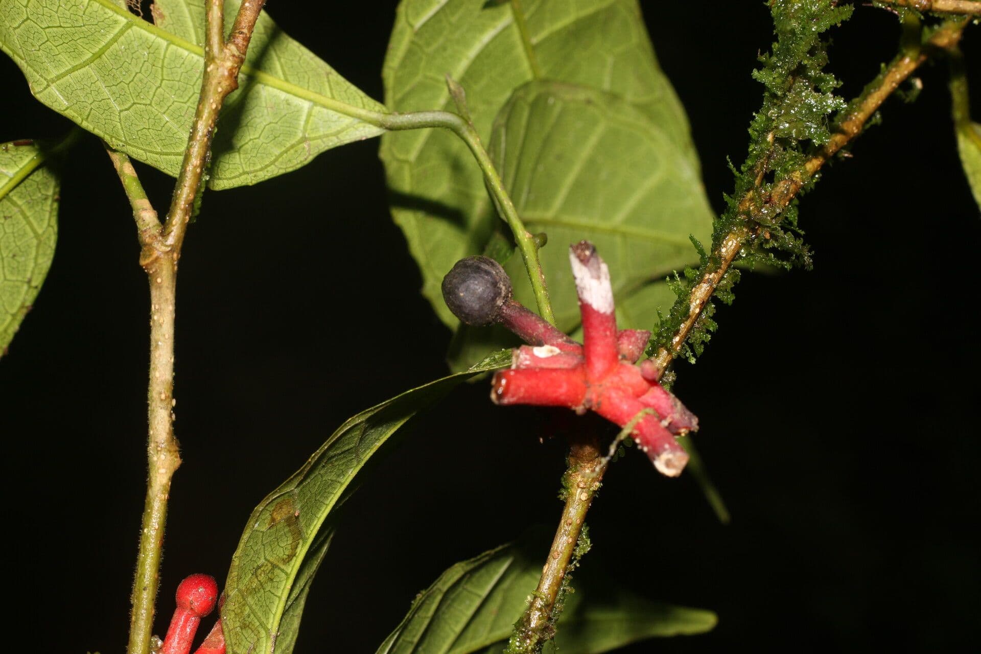 Sorocea trophoides