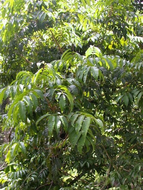 Tapirira 10