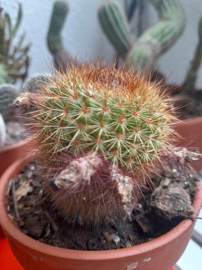 Echinocereus 15