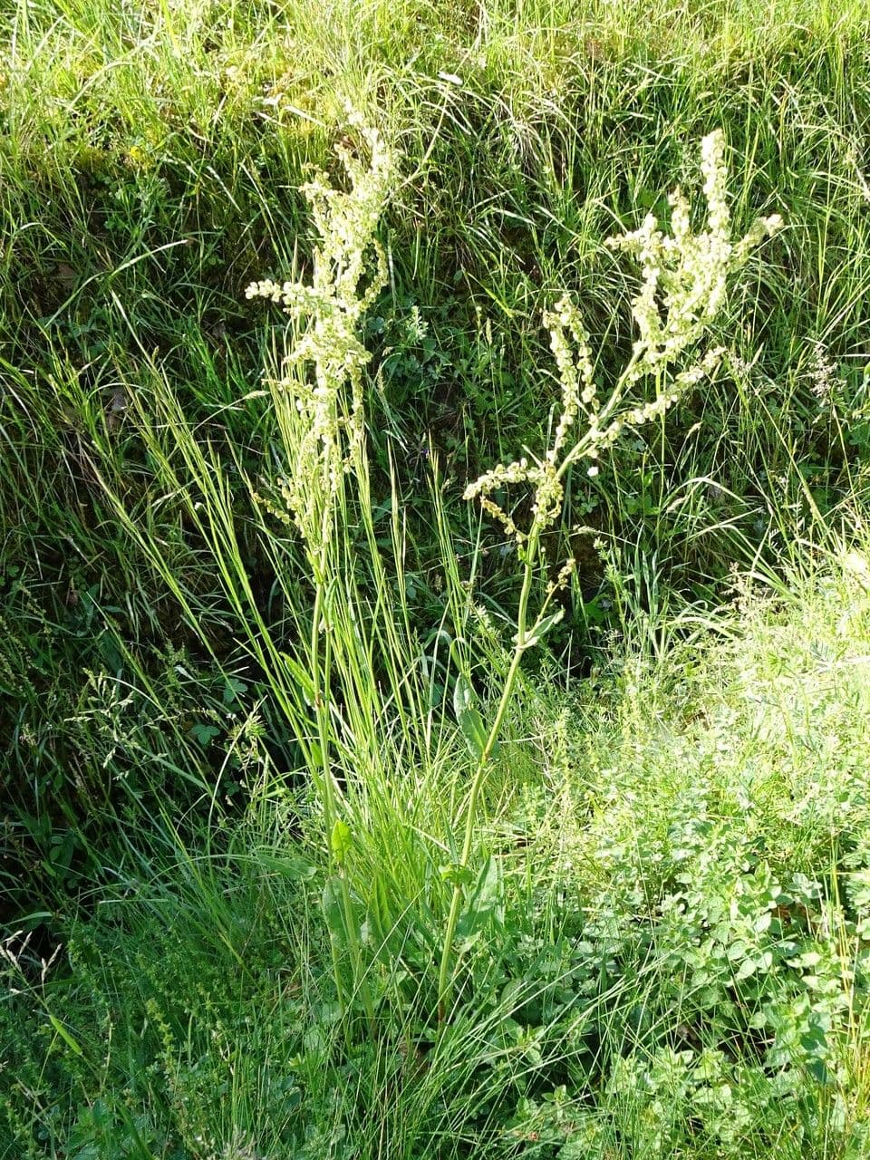 Acetosa 13