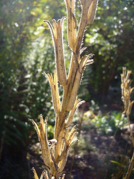 Pachnotka Hookera 19