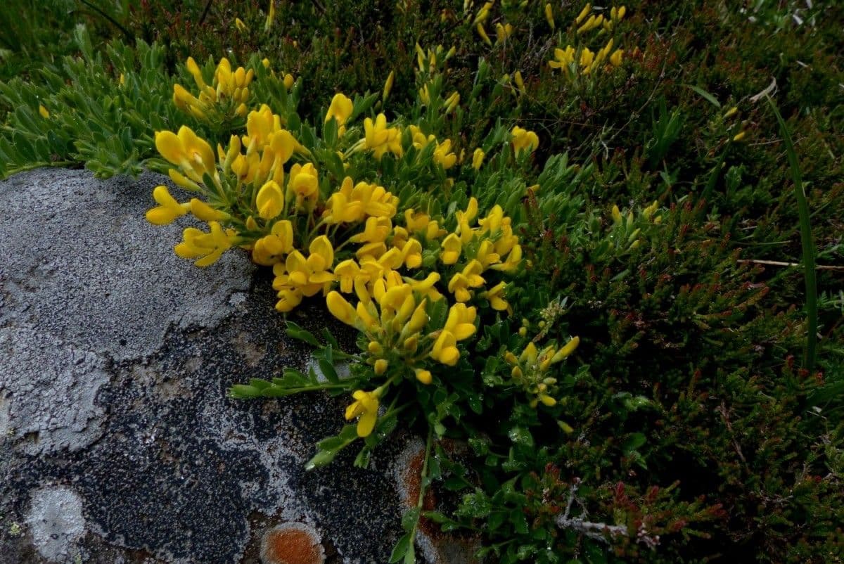 Oligovník 11