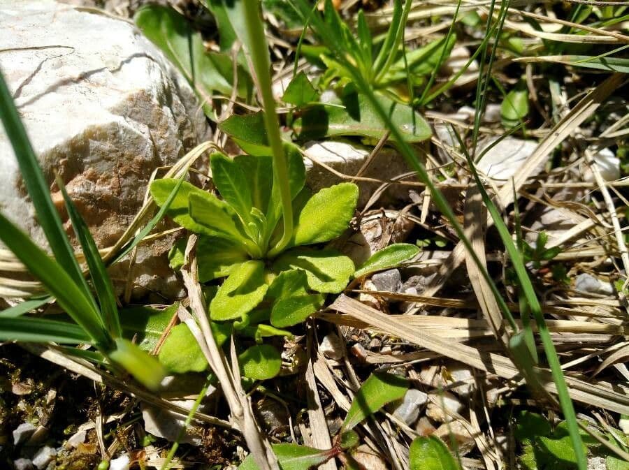 Primula farinosa 17