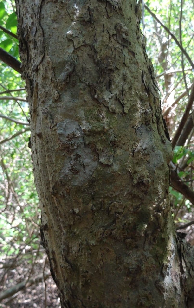 Tinadendron 10