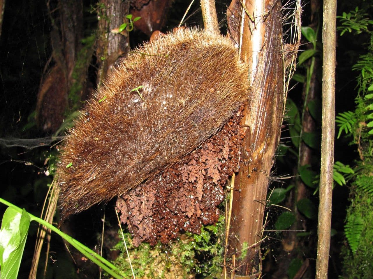 Bactris 11