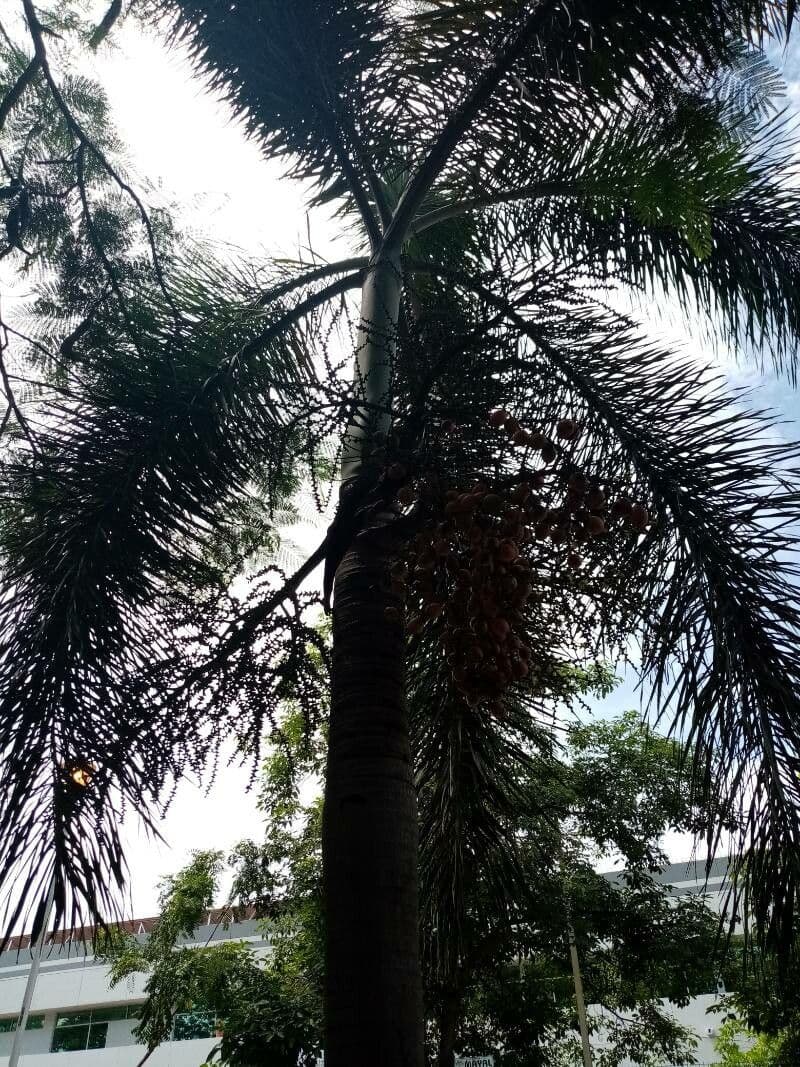 Fuchsschwanzpalme 8