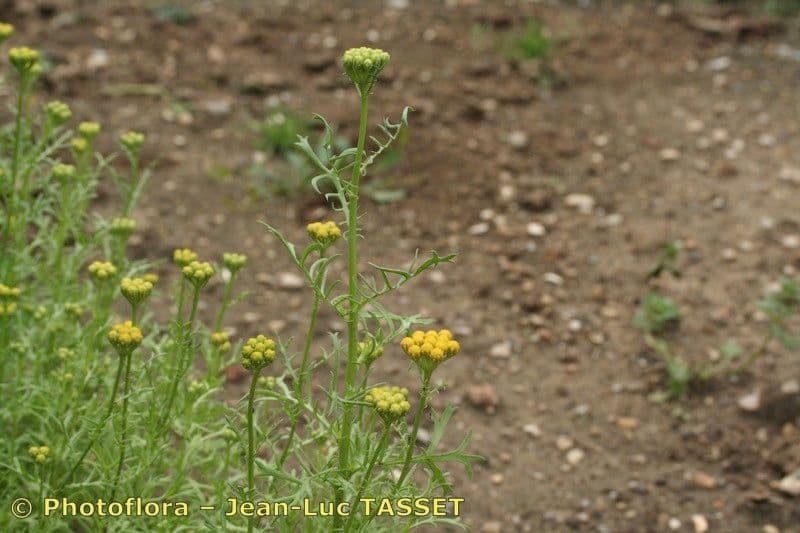Lonas annua 5
